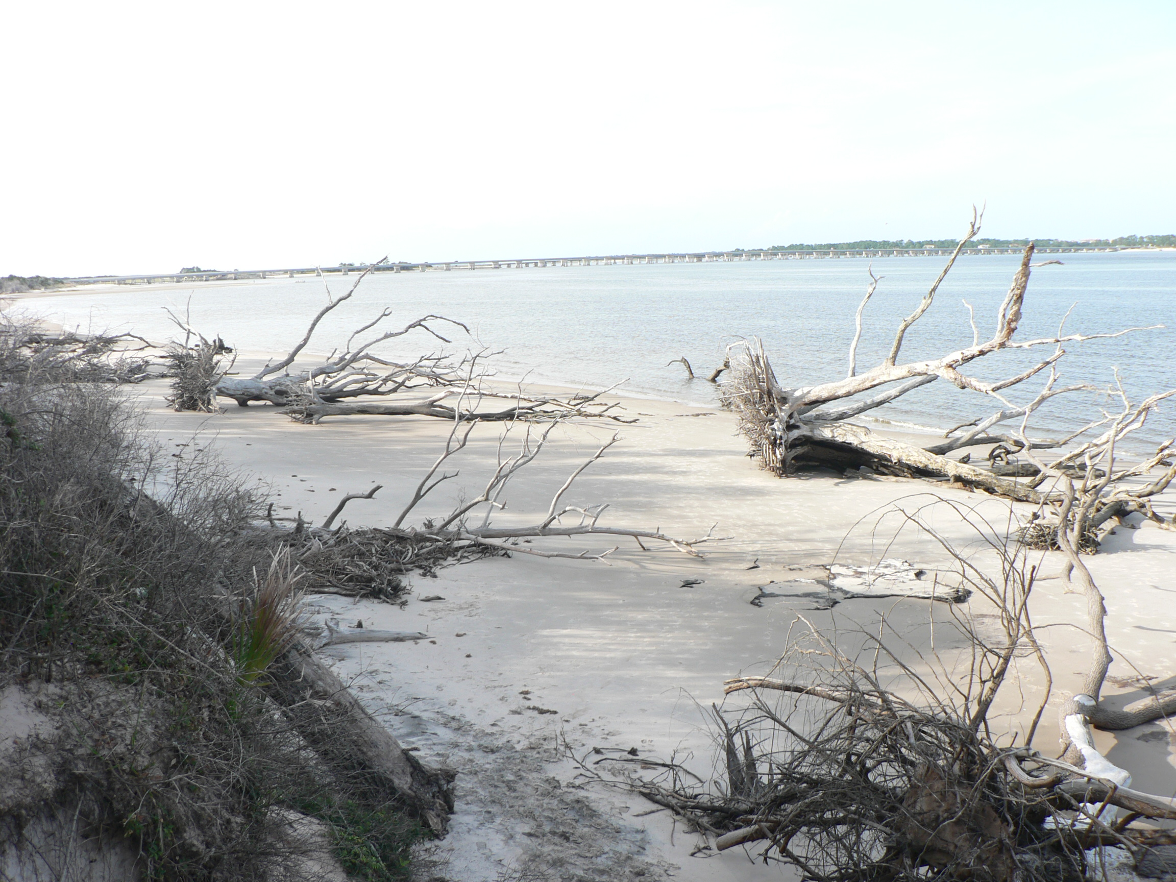 beach at boneyard beach on big talbot island state park